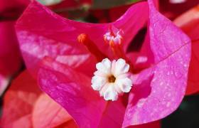 bougainvillier