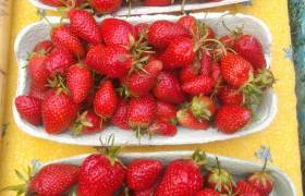 Fraises