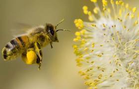 Abeille
