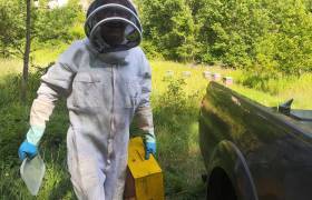Apiculture