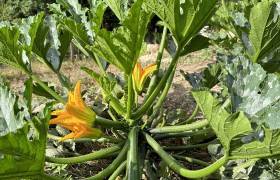 Courgettes