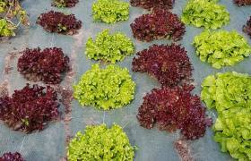 Salades