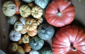 Courges