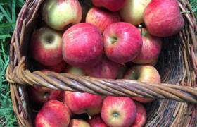 Pommes locales