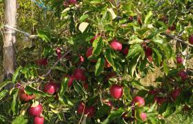 Pommes