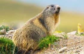 Goûter avec les Marmottes 3 -  Esprit Parc national Vanoise