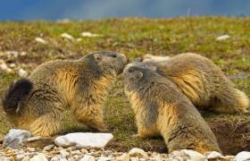 Goûter avec les Marmottes 4 -  Esprit Parc national Vanoise