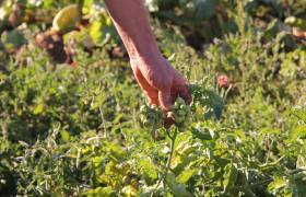Tomate du voyageur