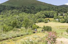 Ors na Bruma - P. MEYER - AE Médias - Parc national des Pyrénées