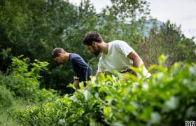 Thés de l'Arrieulat, cueillette © Pierre Meyer - AE Médias - Parc national des Pyrénées