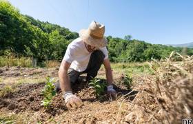 Thés de l'Arrieulat, plantation © Pierre Meyer - AE Médias - Parc national des Pyrénées