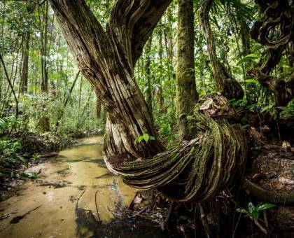 Liane remarquable en bordure de crique forestière, Grand Waki © Guillaume Feuillet / Parc amazonien de Guyane