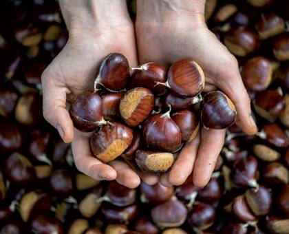 Les Saveurs du Castanet © Régis Domergue / Parc national des Cévennes