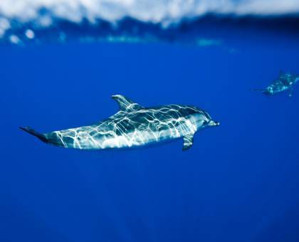 Dauphins © Ruoppolo / Parc national des Calanques