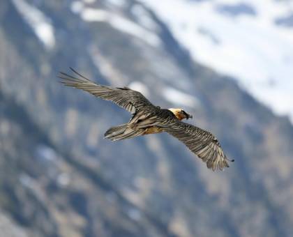 Gypaete Barbu © F. Luc / Parc national des Pyrénées
