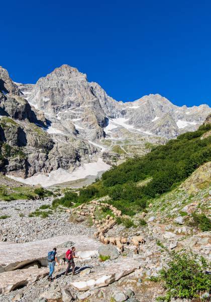 Montée à l'alpage de Peyre Arguet © Thierry Maillet / Parc national des Ecrins