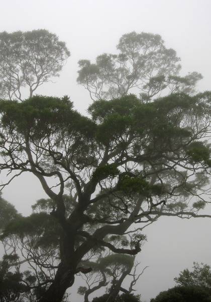 Tamarin dans la brume © Jean-François Bègue / Parc national de La Réunion