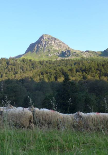 Transhumance © Didier Peyrusqué / Parc national des Pyrénées