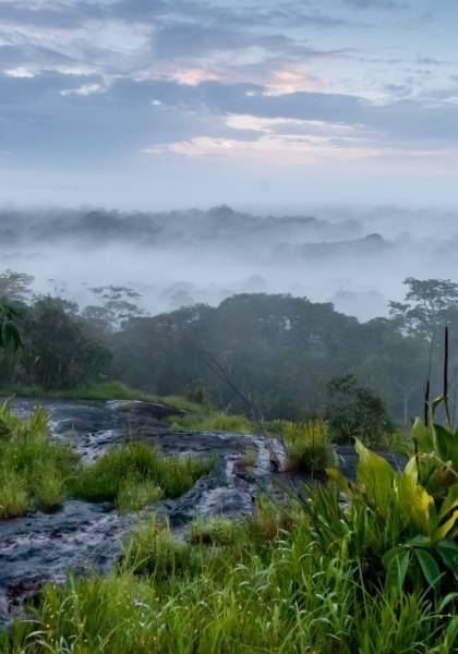 Memora Inselberg Susu Bela © Guillaume Feuillet / Parc amazonien de Guyane
