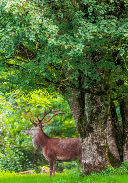 Forêt de Châteauvillain © Eric Girardot