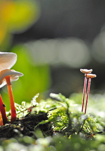 Champignons © Jean-Pierre Gurga