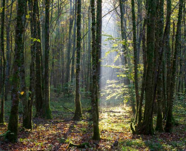Parc national de forêts © Eric Girardot
