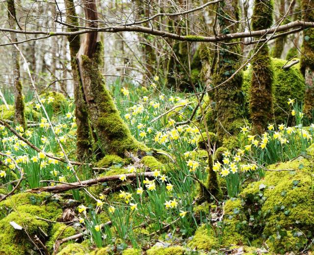 Joncquilles Val Vaubrien © Marie Quiquemelle / Parc national de forêts