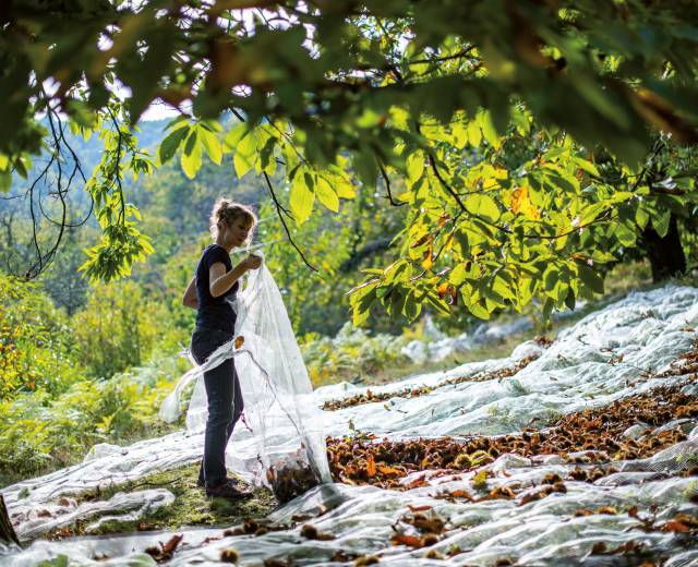 Saveurs du Castanet © Régis Domergue / Parc national des Cévennes
