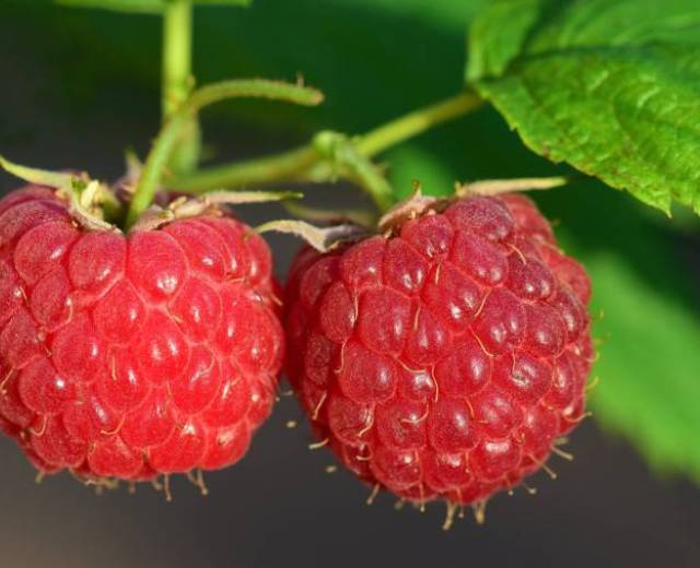 Production de framboises