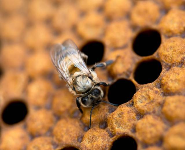 Abeille © Céline Lecomte - OFB
