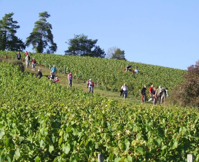 visite vignoble_Domaine Bouhelier