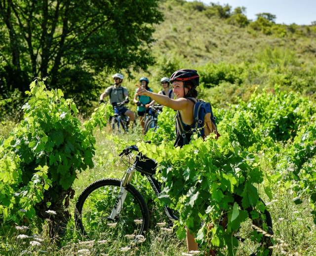 vignoble 1