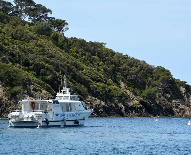 Vedette whale watching © Espace Mer