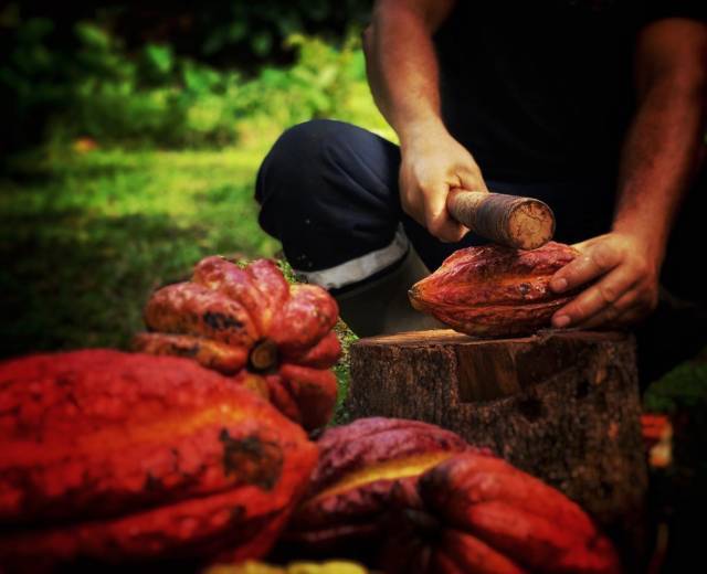 Cabosse de cacao et Franck Morel © Esther Lobet Bedjedi - Parc national de La Réunion