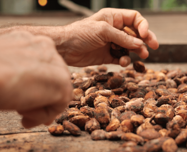Séchage cacao