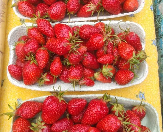Fraises