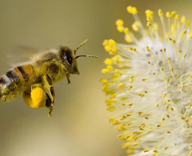 Abeille