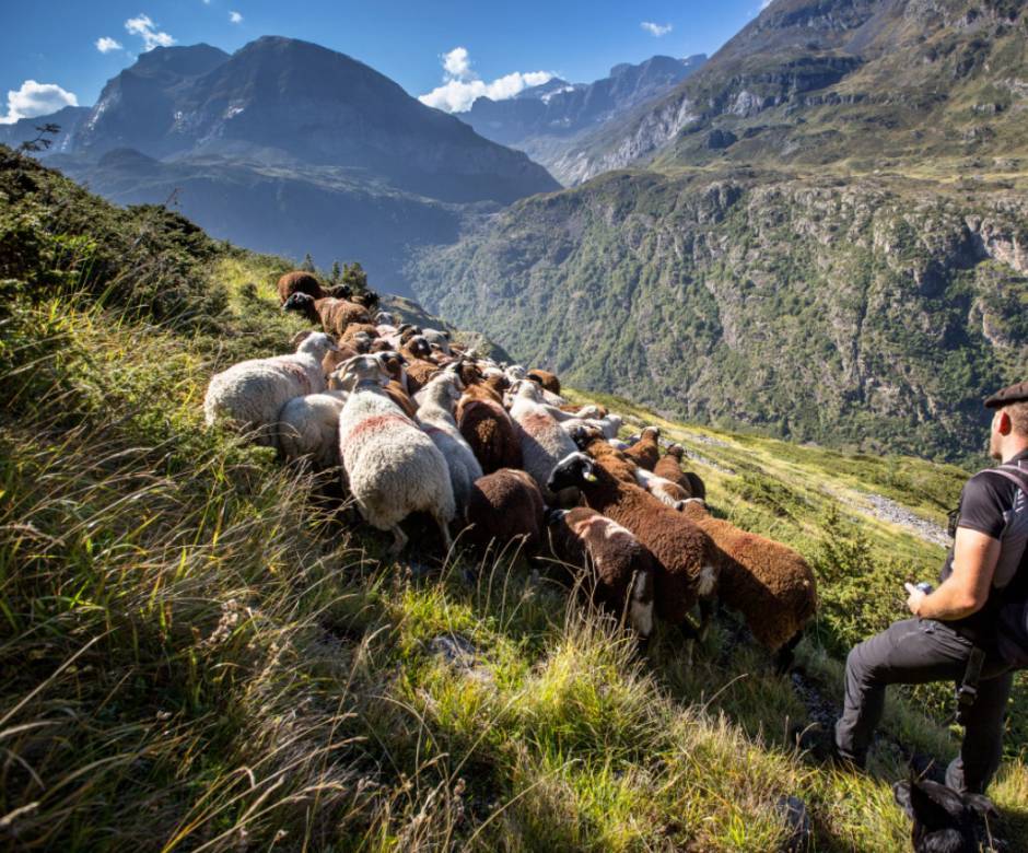 Troupeau © M. Hervieu / Parc national des Pyrénées