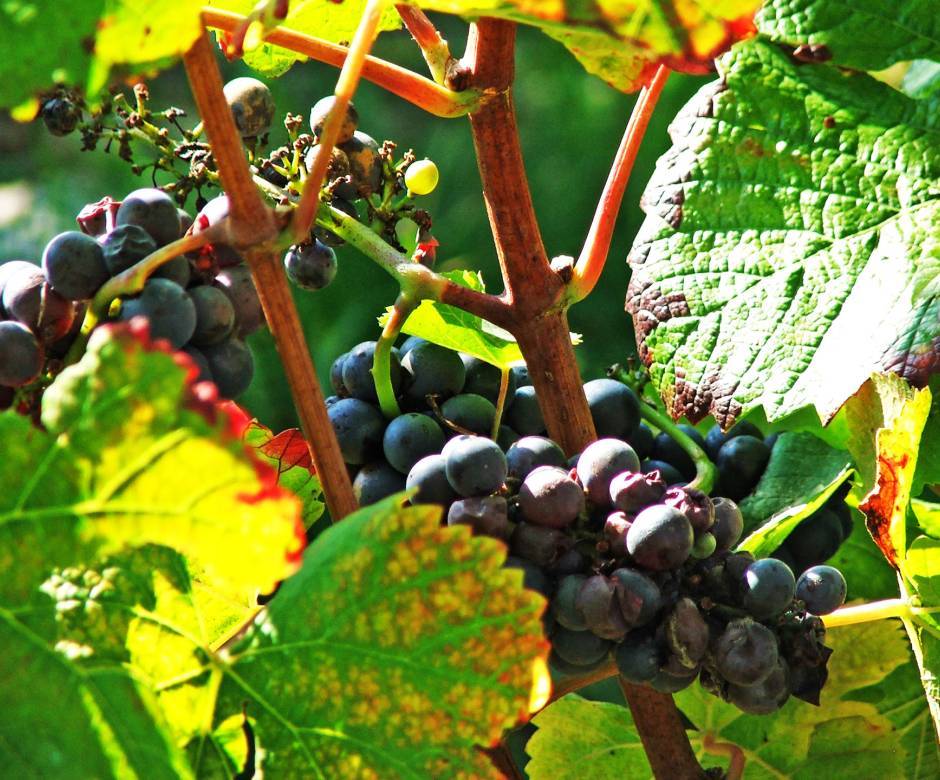 Vignes © Muid Monstaugeonnais