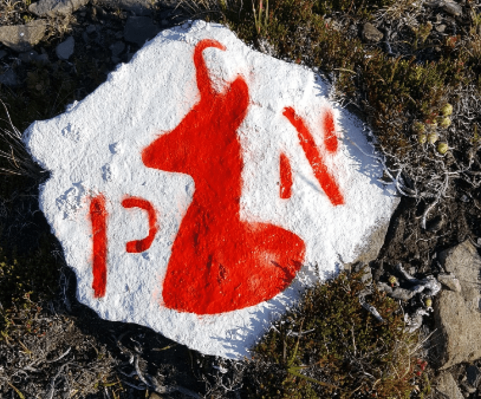Peinture tête d'isard