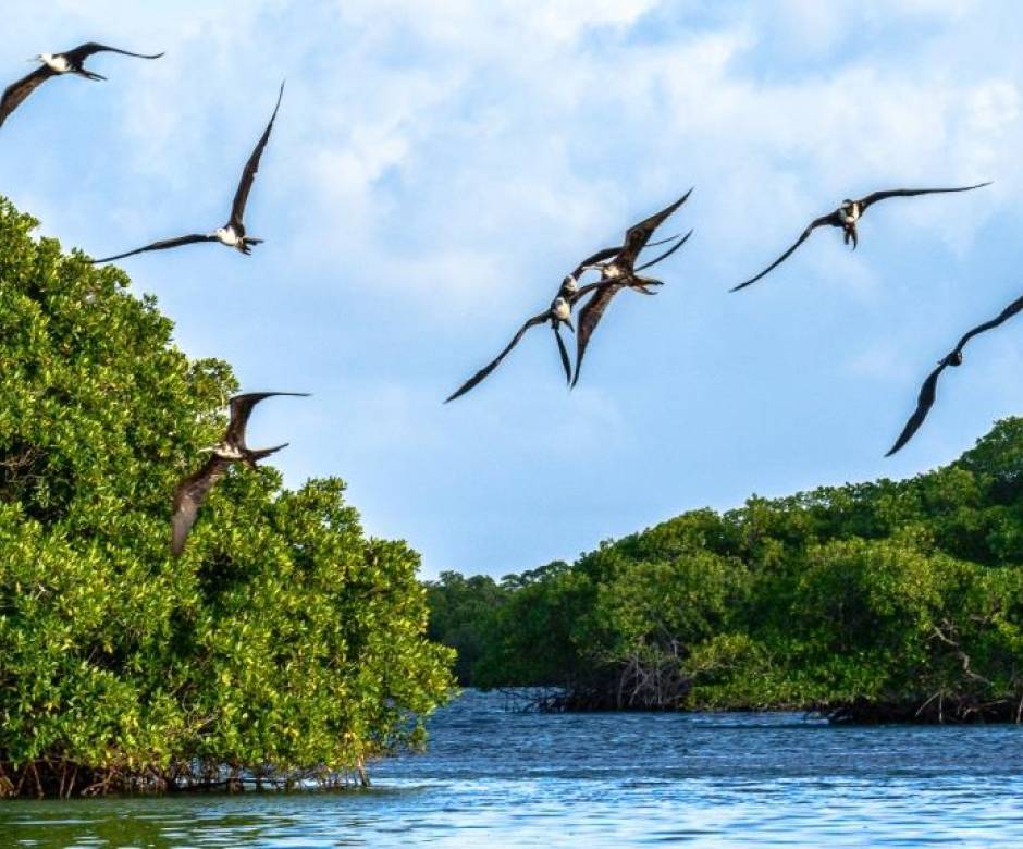 Observation des oiseaux de mangrove © To Ti Jon