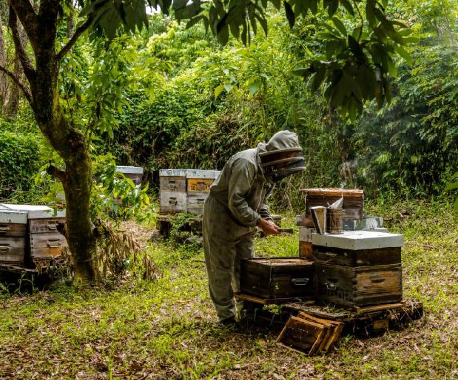 Magdi Fridmann dans ses ruches © Sébastien Conejero – Parc national de La Réunion