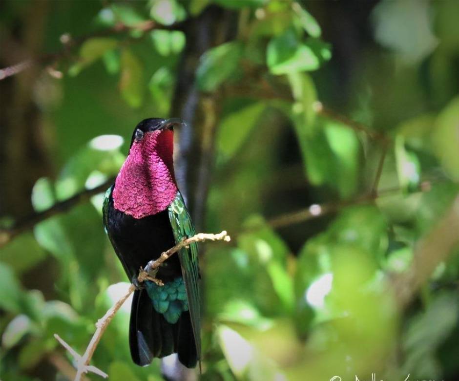 Colibri madère © Anthony Levesque