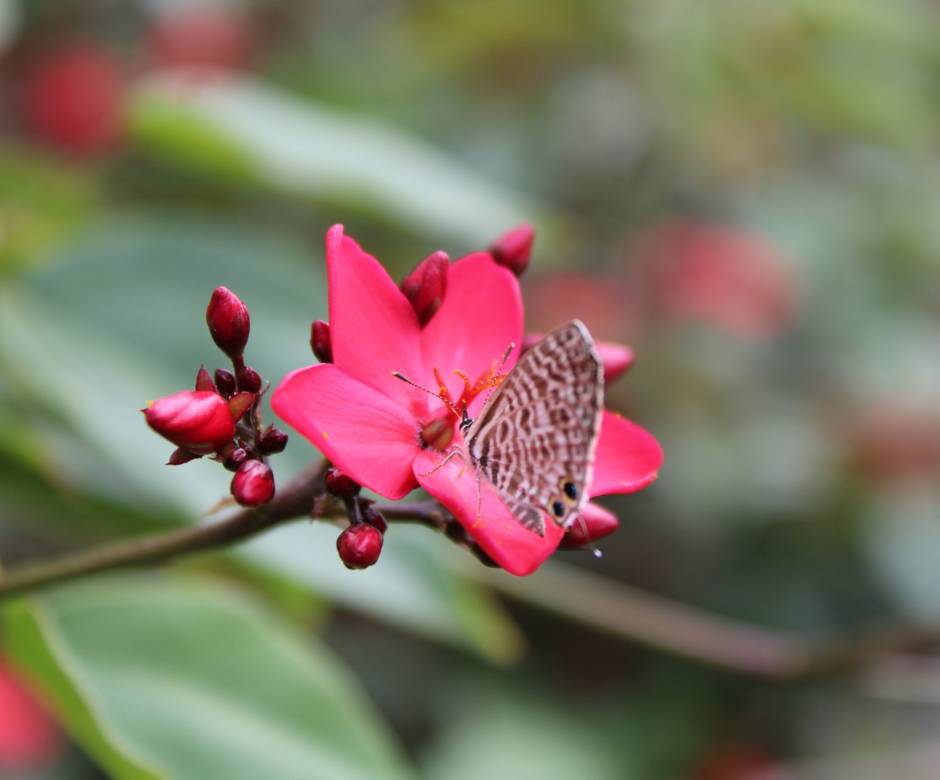 Un ti tour au jardin © Pépinière Hibiscus