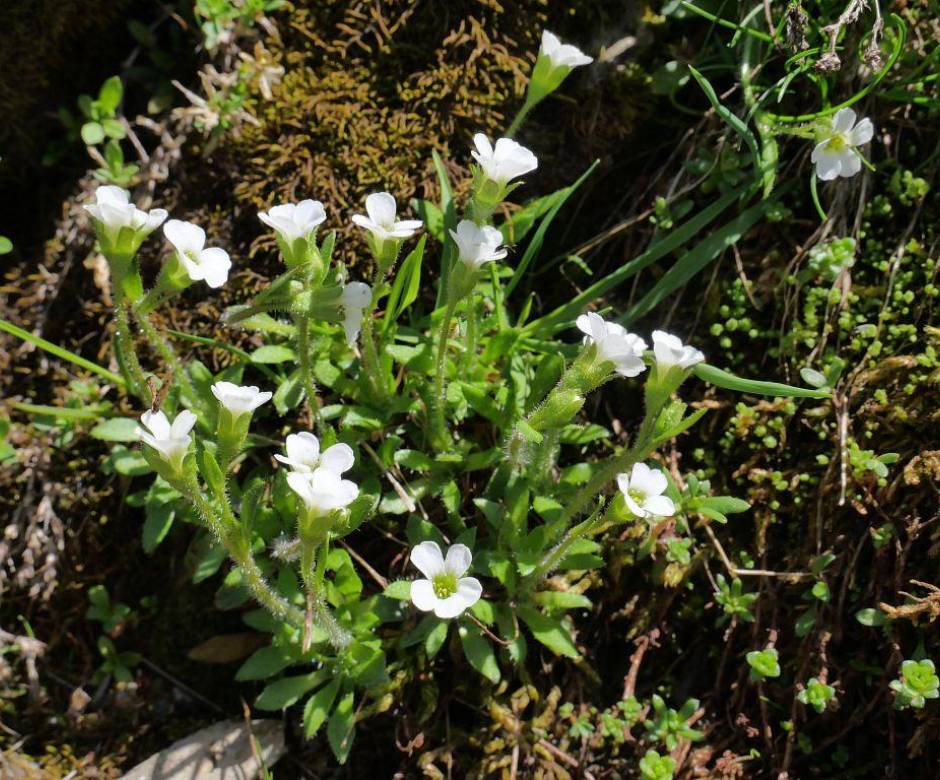 Saxifrage fausse Androsace © MG Nicolas - Parc national des Ecrins