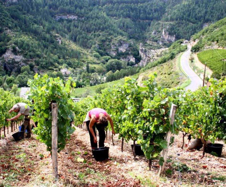 Dans les vignes © Domaine de Cabridelles