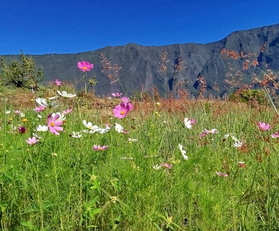 Haut Jardin Natur'elle © DR Parc national de La Réunion