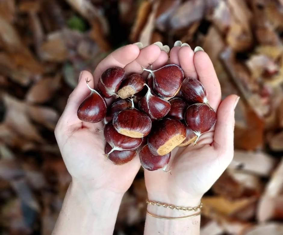 Châtaignes © Saveurs du Castanet
