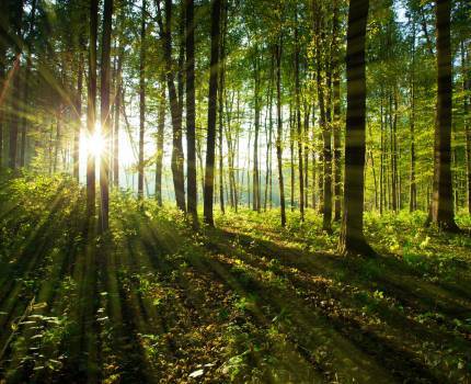 Forêt