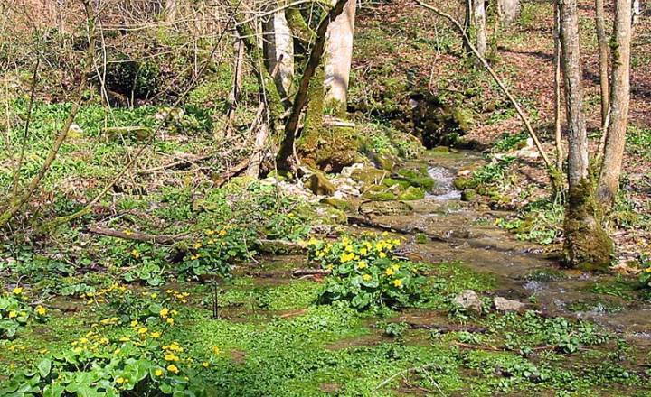 Source de la Vingeanne Aprey © Jean-Francois-Feutriez / Parc national de forêts